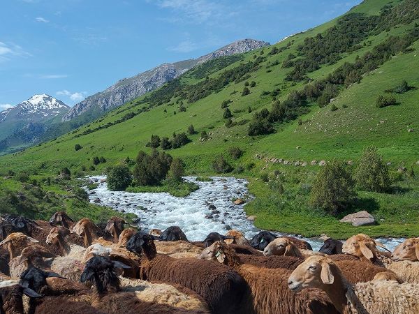 Sheep drive to their high altitude summer pasture National Park Besch Tasch